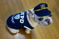 フレンチブルドック