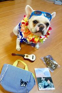 フレンチブルドック