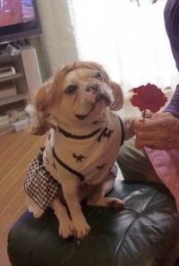 フレンチブルドック