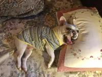 フレンチブルドック