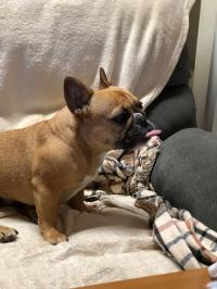 フレンチブルドック