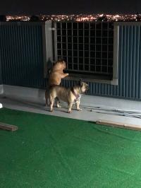 フレンチブルドック