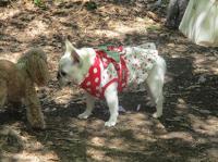 フレンチブルドック