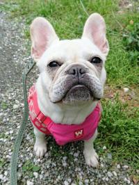フレンチブルドック