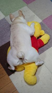 フレンチブルドック