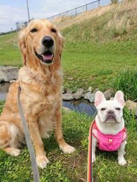 フレンチブルドック