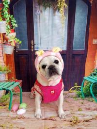 フレンチブルドック