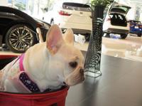 フレンチブルドック