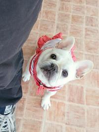 フレンチブルドック