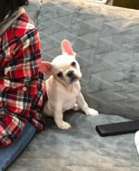 フレンチブルドック