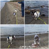 フレンチブルドック