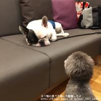 フレンチブルドック