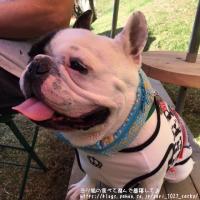 フレンチブルドック