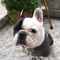 フレンチブルドック