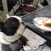 フレンチブルドック