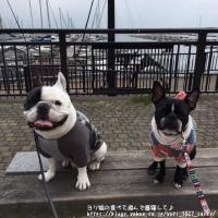 フレンチブルドック