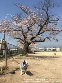 フレンチブルドック