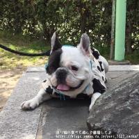 フレンチブルドック