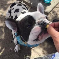 フレンチブルドック