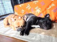 フレンチブルドック