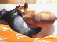 フレンチブルドック