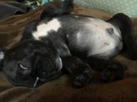 フレンチブルドック