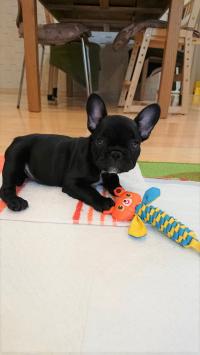 フレンチブルドック