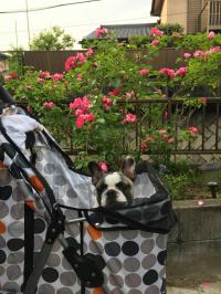 フレンチブルドック