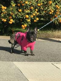 フレンチブルドック