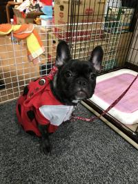 フレンチブルドック