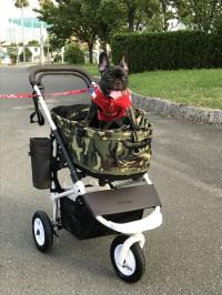 フレンチブルドック