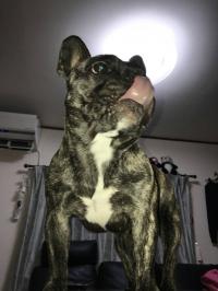 フレンチブルドック