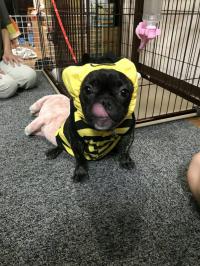 フレンチブルドック