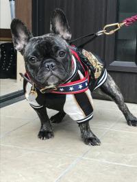 フレンチブルドック