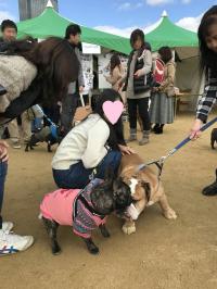 フレンチブルドック