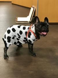 フレンチブルドック