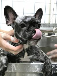 フレンチブルドック