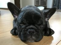 フレンチブルドック