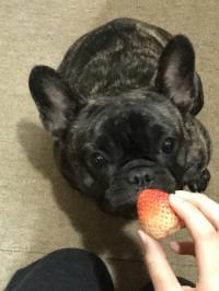 フレンチブルドック