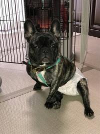 フレンチブルドック