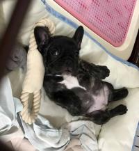 フレンチブルドック