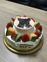 フレンチブルドック