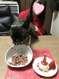 フレンチブルドック