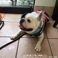 フレンチブルドック