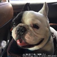 フレンチブルドック