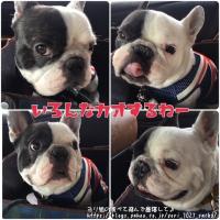 フレンチブルドック