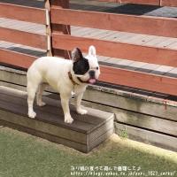 フレンチブルドック