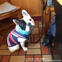 フレンチブルドック