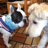 フレンチブルドック