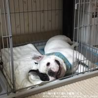 フレンチブルドック